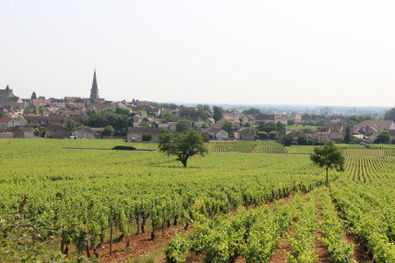 Town of Meursault from Meursault Vineyards